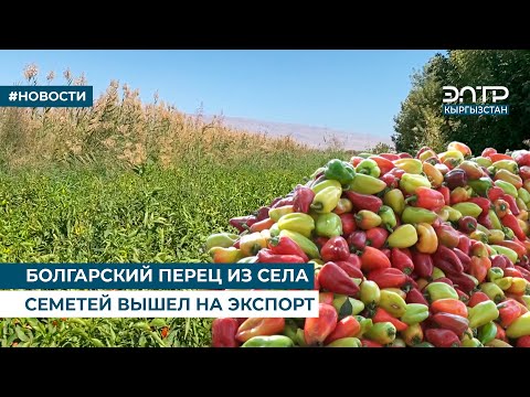 Видео: БОЛГАРСКИЙ ПЕРЕЦ ИЗ СЕЛА СЕМЕТЕЙ ВЫШЕЛ НА ЭКСПОРТ