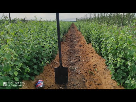 Видео: Виганяємо кротів з ділянки.