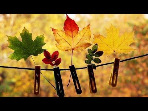 Видео: "Жовтень походжає-все у золото вбирає". Ознайомлення з довкіллям і малювання для середнього віку.