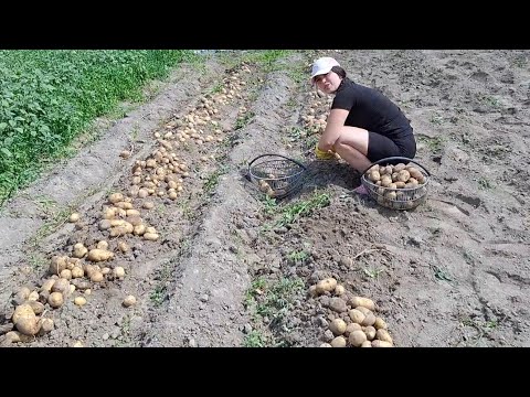 Видео: Ох і вродила🥔🥔Коп 🥔🥔Сорт Лимонка‼️Настя в шоці з 10 кг накорали🥔🥔❓️🙄Коп 🥔🥔Гренади на насіння‼️