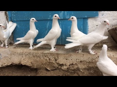 Видео: гон пискунов и за одно поймали чужака👍 #голуби #бакинскиеголуби #takla #pigeon #kabootar #goyercin