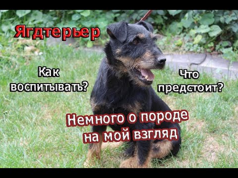 Видео: Немецкий Ягдтерьер | Пару слов о породе.