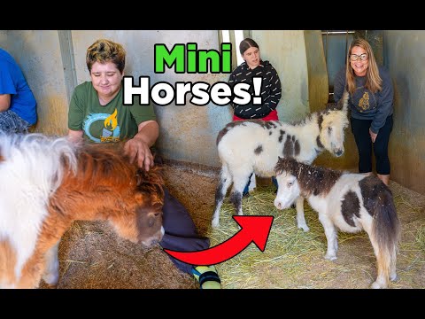 Видео: Как наши лошади СПАСАЮТ жизни! | Выпуск 75