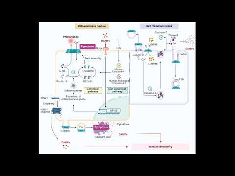 Видео: Смерть клетки дирижирует иммунитетом и воспалением: DAMPs - язык опасности