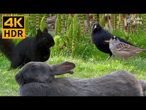 Видео: кошка тв 😺📺 Милые птички, белочки, зайчики на зеленой траве 🐰 8 часов (4K HDR)