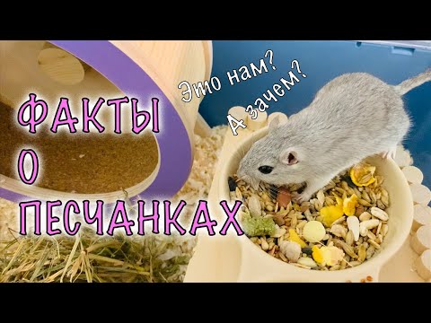 Видео: ФАКТЫ О ПЕСЧАНКАХ, ПЛЮСЫ И МИНУСЫ.