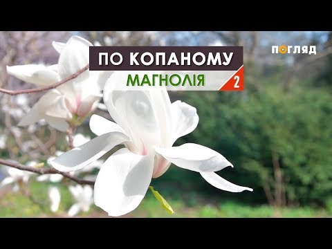 Видео: "По копаному" Секрети догляду за надзвичайною рослиною та найцікавіші факти про магнолію (частина 2)