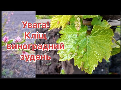 Видео: Виноградний кліщ!
