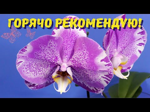 Видео: Мои горячие орхидейные рекомендации (Об орхидеях и орхидейных каналах)