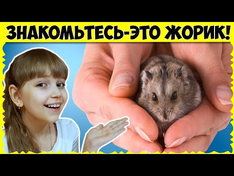 Видео: УРА! Мой НОВЫЙ питомец ❤ Покупаем КРУТУЮ клетку для ХОМЯКА (VLOG)
