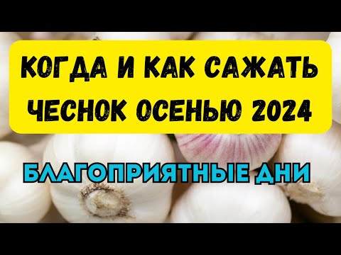 Видео: Когда и как сажать чеснок осенью 2024 года. Правила посадки чеснока осенью. Благоприятные дни