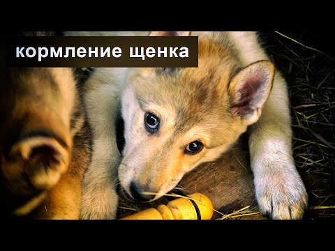 Видео: Кормление щенков, 2 выпуск