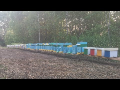 Видео: Как выросли отводки с 1 рамки расплода