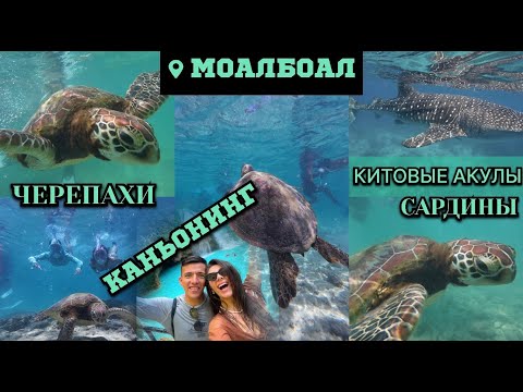 Видео: CЕБУ, Моалбоал. Снорклинг с черепахами , сардинами и китовыми акулами, КАНЬОНИНГ. Филиппины 2024