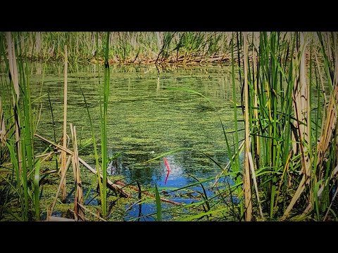 Видео: ОГРОМНЫЕ КАРАСИ НА ДИКОЙ РЕКЕ!!! РВАНЫЙ ЧЕРВЬ ТВОРИТ ЧУДЕСА!!!