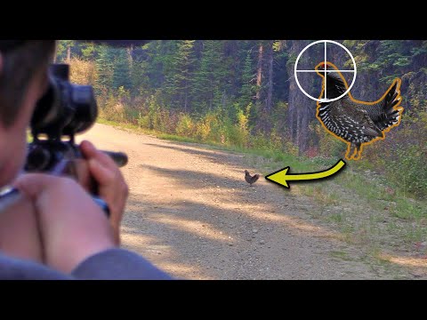 Видео: Охота на куропаток с братом!