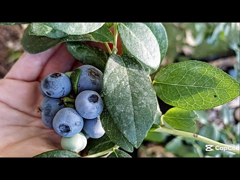 Видео: Как не угробить голубику на жаре в Израиле. Без химии и минералки в контейнере | Часть 2