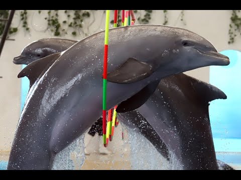 Видео: Делфинариум Варна - 38 години забавление с най-темпераментните и умни приятели на човека