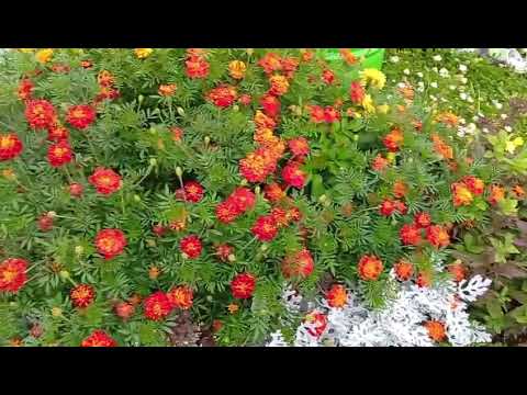 Видео: Заготовки, пора.