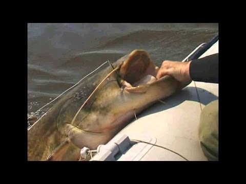 Видео: Рыбалка в Саратове на Волге. Сом. Золотое. Дубовка. Волга.