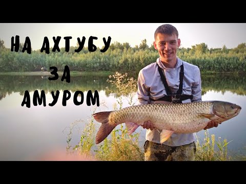 Видео: На Ахтубу за АМУРОМ! РЕКОРД ПОБИТ! Карпфишинг на реке. Сазан жареный на углях.