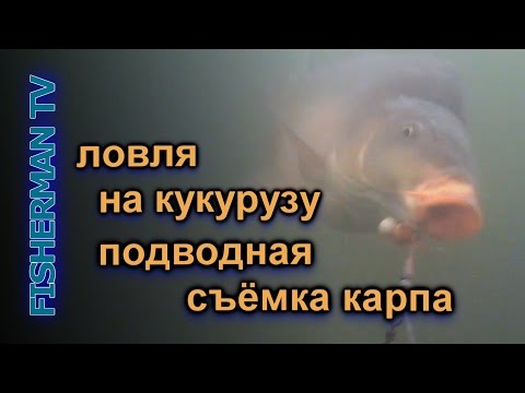 Видео: Ловля карпа на кукурузу подводная съёмка