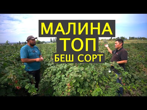 Видео: Малинын ходовой сорттору. 14 жылдык тажрыйбасы бар дыйкан секреттерин айтты.