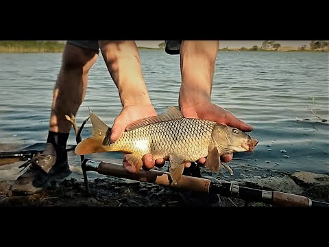 Видео: ЛОВИМ КАРПА НА КУКУРУЗУ!ОЗЕРО КАЙНАР АКМОЛИНСКАЯ ОБЛАСТЬ Супер прикормка! Семейный выезд на рыбалку.