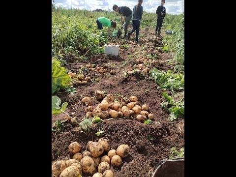 Видео: С одной сотки почти тонна картошки!!!!!!!!!!