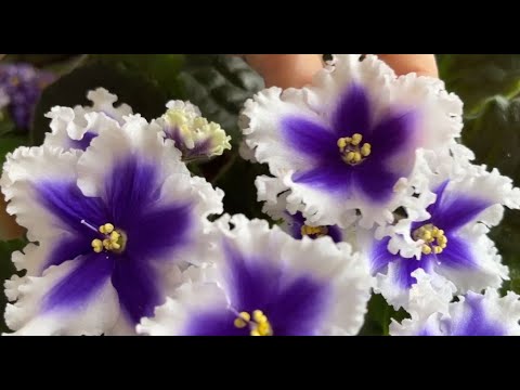 Видео: Фиалки (сенполии) - обзор сортов