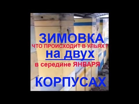 Видео: Что с пчелосемьями  в Январе?/ Зимовка  на двух корпусах