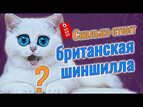 Видео: Британская короткошерстная шиншилла