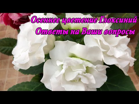Видео: Осеннее цветение Глоксиний. Ответы на Ваши вопросы