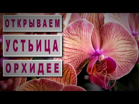 Видео: ОРХИДЕЯ ЦВЕТЕТ БЕЗ КОРНЕЙ!!! ЦВЕТЕНИЕ ГОЛДЕН ЛЕОПАРД  Phal GOLDEN LEOPARD БЕЗ КОРНЕЙ! РЕАНИМАЦИЯ!!!