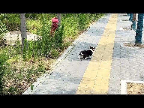 Видео: Я так обрадовался, что нашёл щенка, а жена говорит — он слепой...