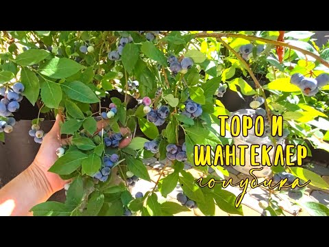 Видео: 🫐голубика Торо & Шантеклер🫐 Обзор старых кустов.