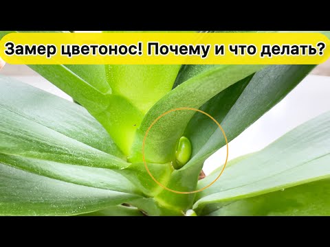 Видео: Перестал расти цветонос орхидеи
