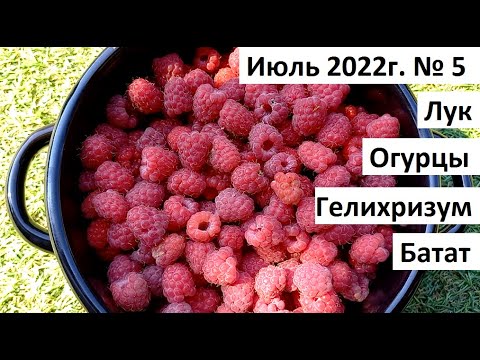 Видео: Июль 2022 №5. Урожай лука, малины. Гелихризум - бессмертники.