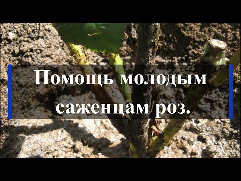 Видео: Помощь молодым саженцам роз. Питомник растений Е. Иващенко