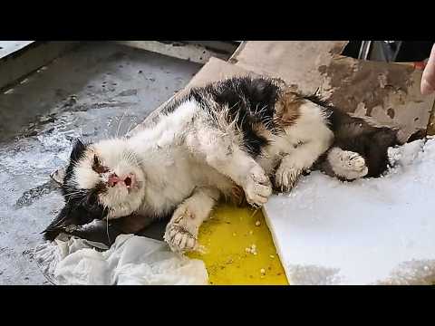 Видео: Бездомный котёнок попал в ловушку, боролся изо всех сил, но без звука — ангел опередил смерть!