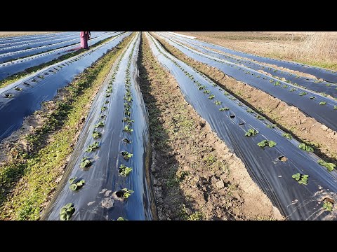 Видео: Об этом секрете раскажет вам не каждый, как избежать выпадов и гнилей клубники на буграх.