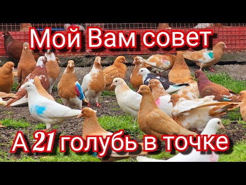 Видео: Мой вам совет и 21 голубь в точке
