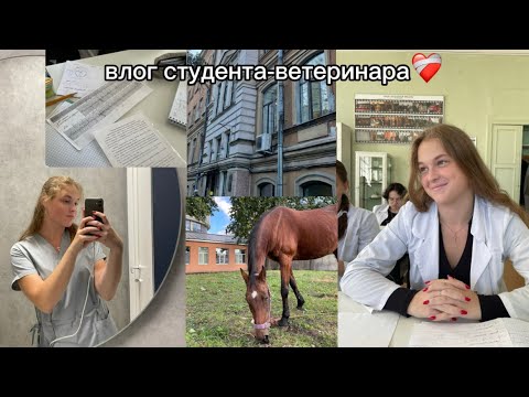 Видео: влог студента-ветеринара #10