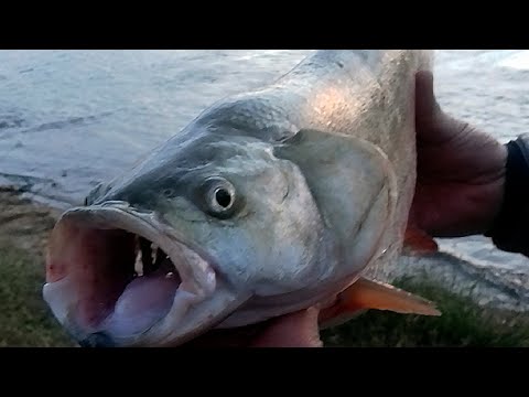 Видео: Лучшие приманки для ловли жереха. Воблеры и блёсна.
