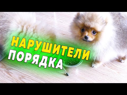 Видео: Щенкам шпица 100 дней. Уход за глазами шпица. Чем кормим собак. Нарушители порядка