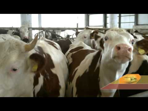 Видео: Най-модерната Кравеферма на Балканите във с.Веселец