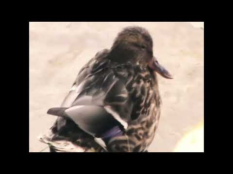 Видео: 🌳🦆💚погуляйте вместе с уточками