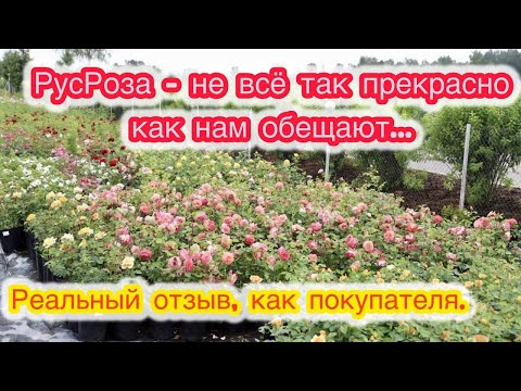 Видео: Купил розы у РусРозы и это КОШМАР!
