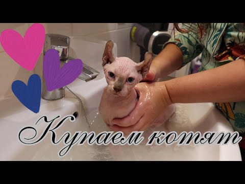 Видео: Купаем сфинксов