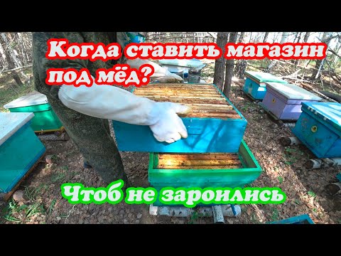 Видео: КОГДА И КАК ПРАВИЛЬНО СТАВИТЬ МАГАЗИНЫ ПОД МЁД И МЕНЯТЬ МАТОК